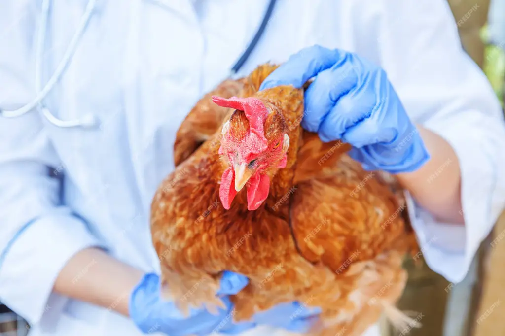 Konsultasi dengan Dokter Hewan Dokter hewan memeriksa ayam